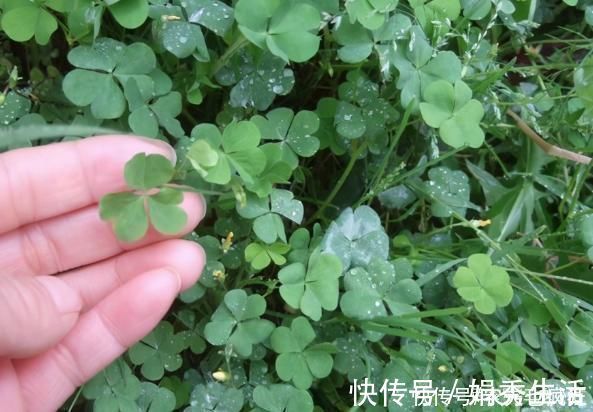 水晶萝卜|它叫三叶酸,很多人只摘叶吃,却不知地下藏“水晶萝卜”,吃过吗