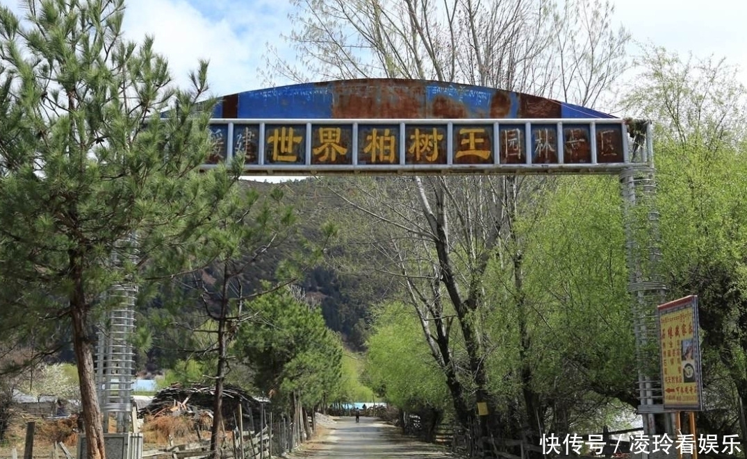 世界最“牛”的两棵树在中国,一棵惊艳了中国,一棵征服了全世界