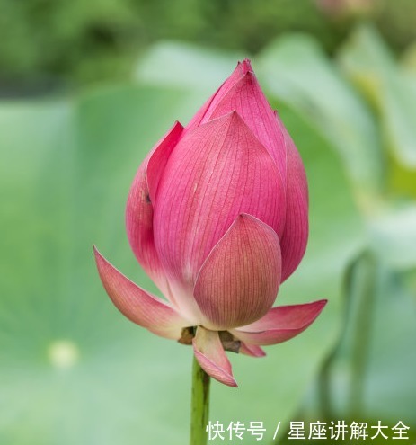 属相|7月中旬，吉星关照，4属相桃花朵朵，爱情圆满，生活春暖花开