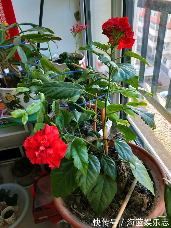 四季|别再养绿萝多肉了,这种盆栽,四季开花,漂亮喜庆,还非常好养