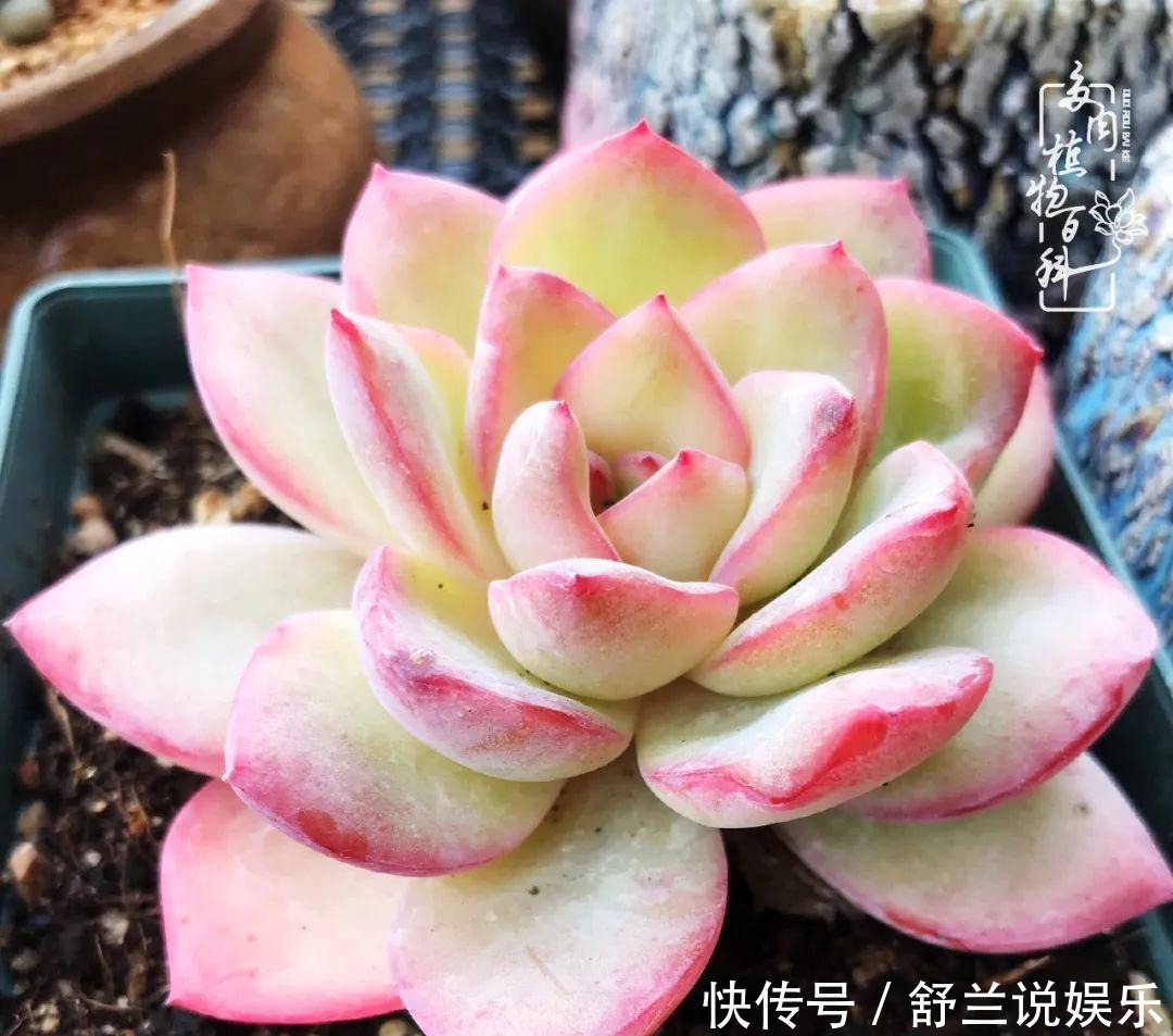 楼顶的多肉,让我的生活无意间打开了一个新世界!