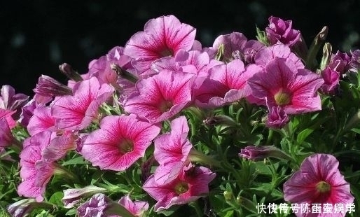 阳台养花就选这4款,花朵超漂亮,开花勤快