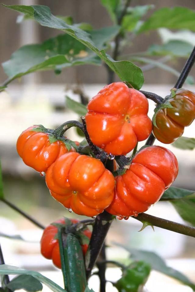 阳台种盆菜,比花还好看,结果还能吃,别提多美了