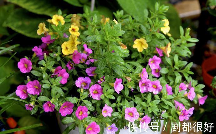 这5种植物开花美,不挑剔,堪称:家庭盆栽福利