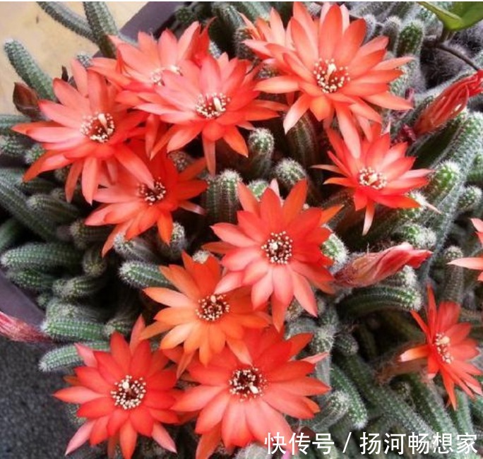 仙人掌科类|秋冬就养这“花”,越冷越爱开,比蟹爪兰还漂亮,养100盆也不多