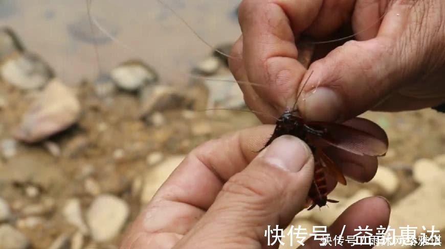 军鱼|山居老伯钓鱼,竹子做竿,蟑螂做饵,可钓的鱼一百一条