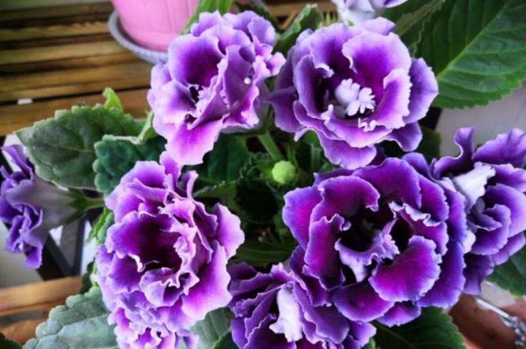 5种花很好养,耐热耐晒更耐旱,一养就上瘾