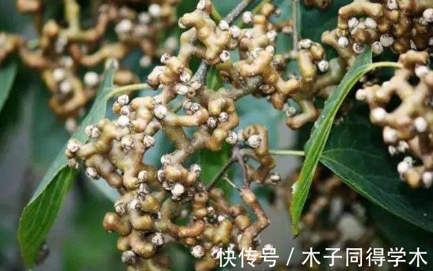 乌塌菜|女性不想变黄脸婆,需坚持吃3种食物,淡化皱纹,延缓衰老!