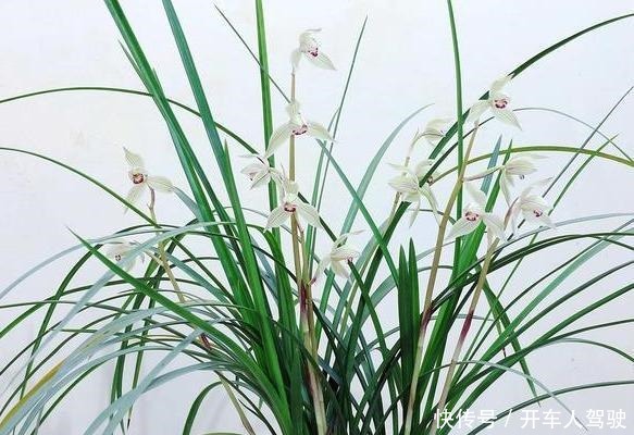 养兰花,用点“万能肥”,叶子油绿挺拔如箭,嗖嗖冒花箭!