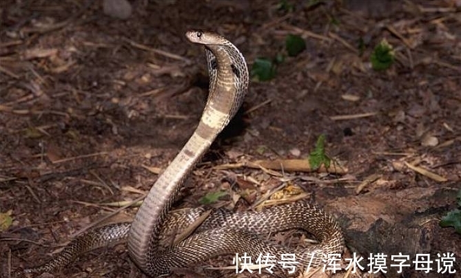 财神|家有这些生肖，偏财运特别好，财神报喜，七月鸿运当头，富得流油