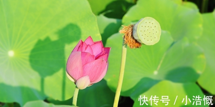 宠爱|有钱没钱都幸福的三个生肖女，早年丈夫宠爱，晚年子女孝顺有出息