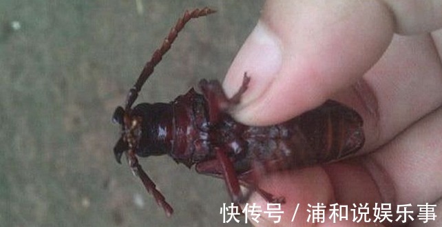 野味|老农民最想抓的三种野味,营养价又高,有一种要600元一斤