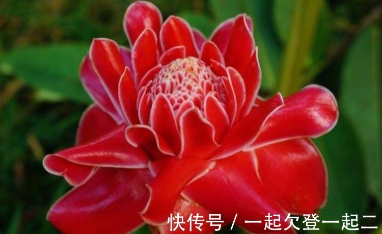 洋桔梗|家里必养4种花,好养又漂亮,懒人新手都能养好,美成花海!