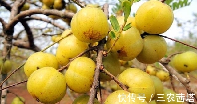 皮肤瘙痒|南方的这种果子,很多人不爱吃,殊不知它还有护眼和美容的作用