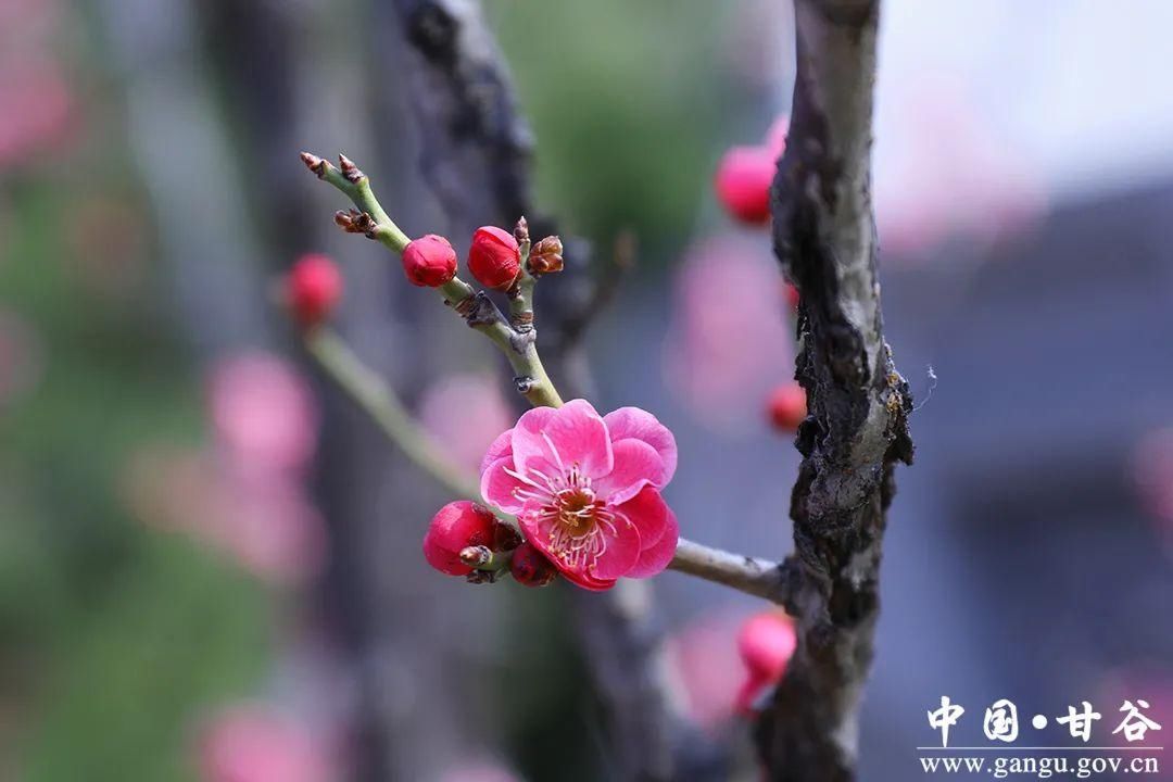 【春日印象】甘谷：梅花盛开春意闹