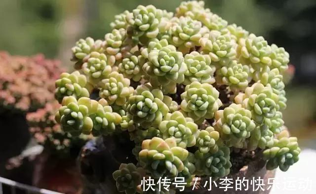 叶片|多肉植物怎么养肥，养胖