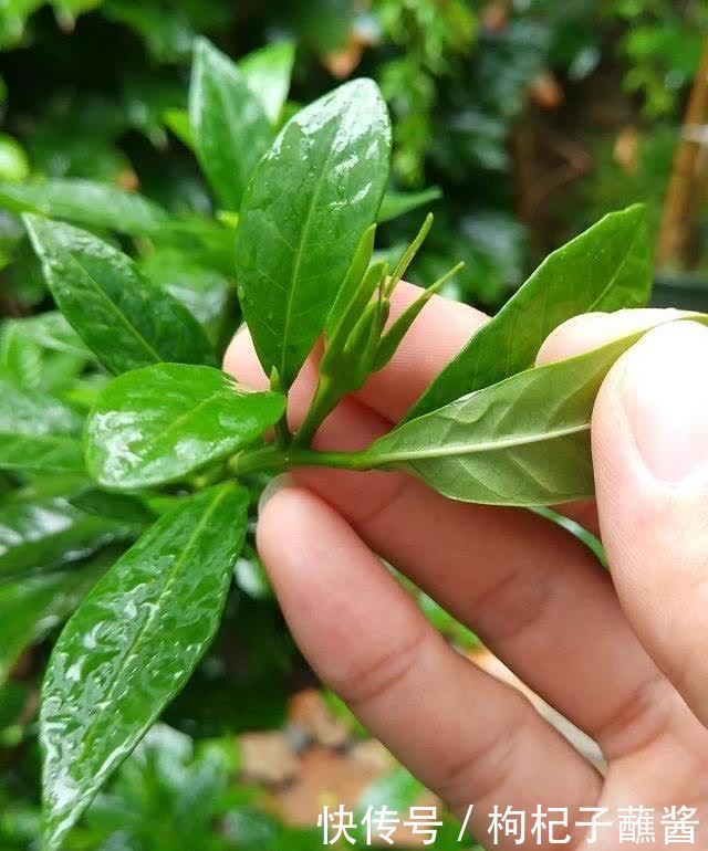 有3种花，春季绝对不可以修剪，这样才能花苞更多，枝枝有花