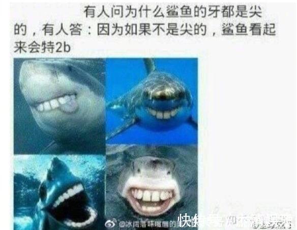 德国&刀柄断了,客服这样回复的:德国设计师不知道中国人会用刀拍大蒜