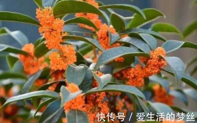 家里养此款花，好养又漂亮，在家养1盆，赏花又变美，值