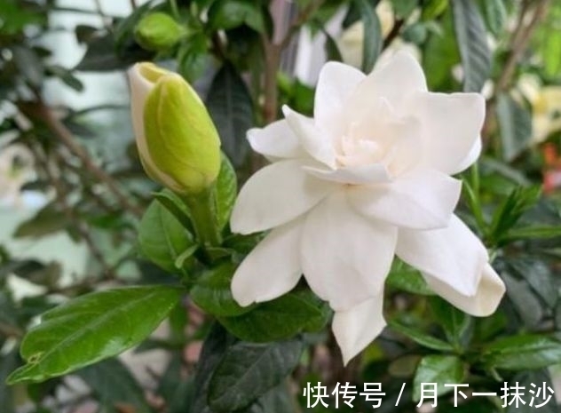 便宜又好养的几款花卉,对待新手很友好,丢到阳台四季有花开