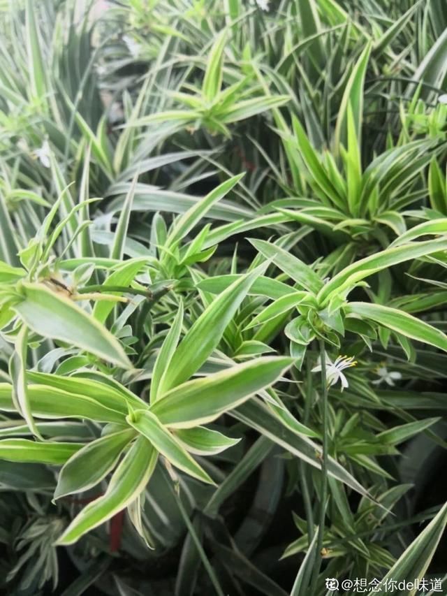 浇水|10种吊兰,耐阴又好看,叶子美得像一幅画