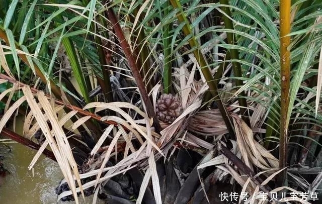 在国内是濒危保护植物, 但在越南却很常见, 味道超好5元一个!