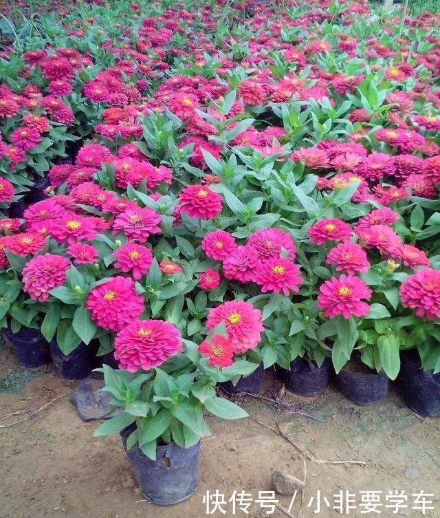 这3种花大家都说土,其实它们开花时间最长,花朵最多!