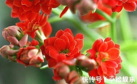 这“3种花”随便养一盆,“兴家”又“旺财”,过得好的人都养!