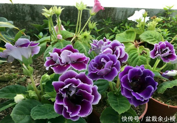 6种耐阴开花两不误的花,冬天养护也简单,开花很亮眼