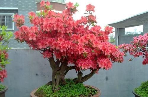 透露|花店老板不愿透露的3个养花小技巧,学会一生受用,养花新手必看