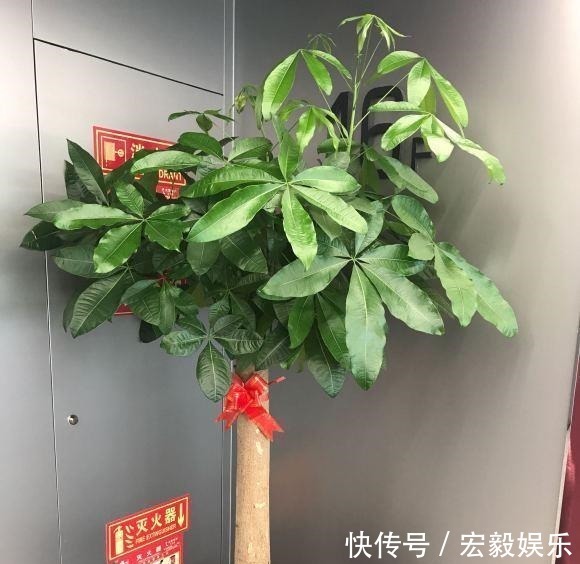 6种“吉利花”养在客厅里,一帆风顺,运气好,日子越过越顺当