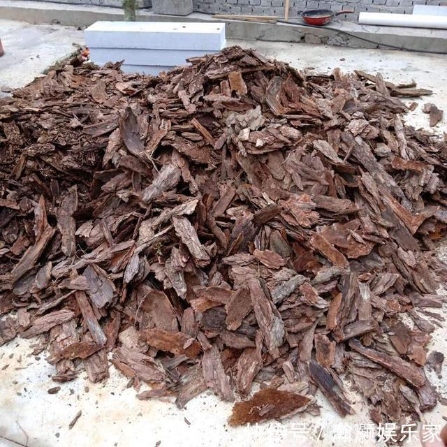 松针土|养君子兰,捡回“2种料”,扔盆里,根系旺,开花多,美极了