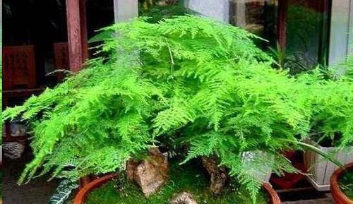 想要文竹长的旺,最好施什么肥?知道一点施肥再也不犯难!