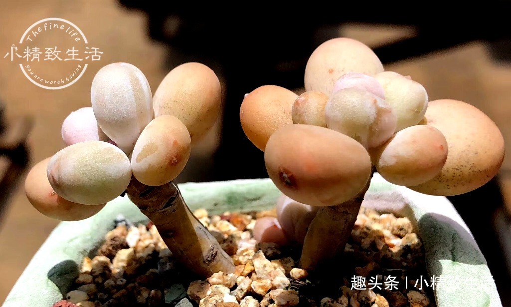 养多肉，土和水是基本，3种土不能用，6种水不能浇，记清楚了