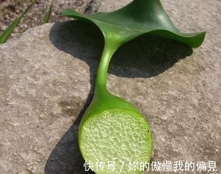 作为观赏植物引入的水葫芦，一度泛滥成灾，现在为何变得少见了？