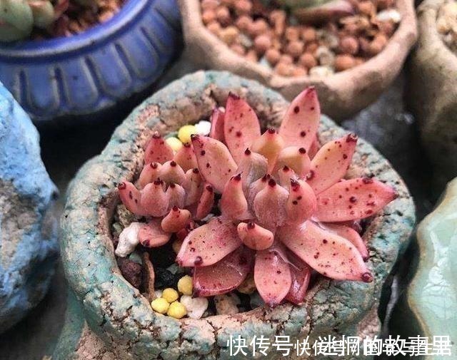 多肉植物有1个“症状”,说明需要施肥或者换盆,否则等着僵苗吧!