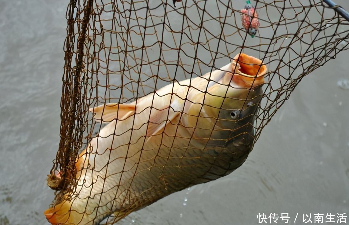 鲤鱼|钓鲤鱼的四个诀窍与自制鲤鱼饵的方法,效果非常显著