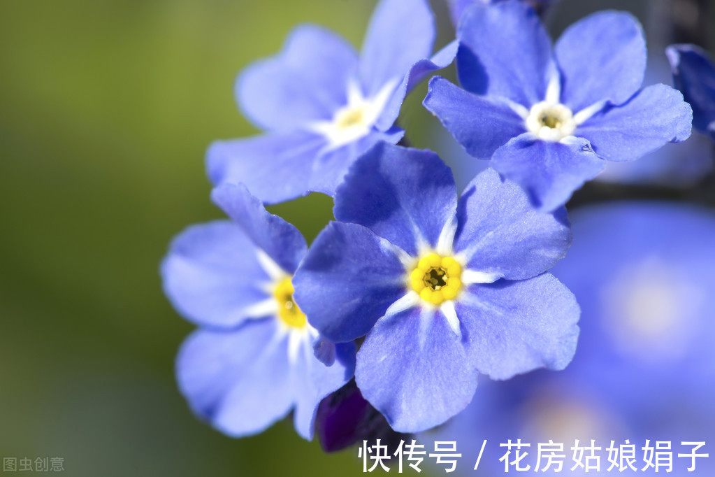 花友们|给花儿经常喂点这4种药水，花儿10年不烂根，新芽蹭蹭往上冒