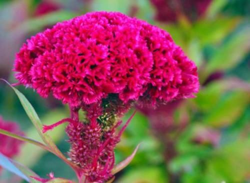 3种花养家里,开花又大又艳,比牡丹美,比绿萝好养!