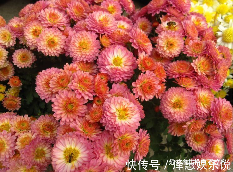 小喇叭状|客厅就养几种花，好养耐旱，改善空气质量和环境，非常好