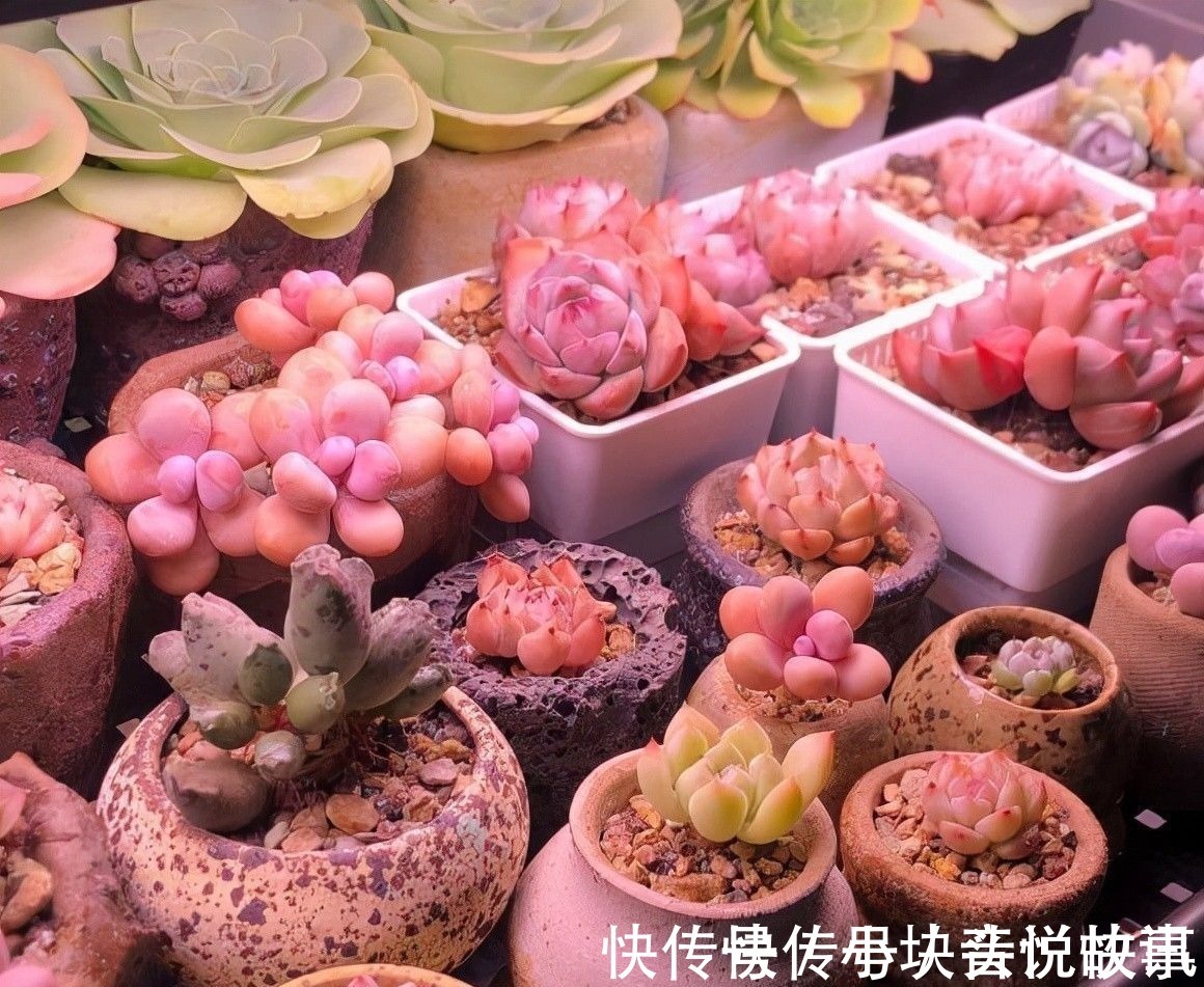 秋天紫外线强度高,多肉在家里也能出状态,早起喷水,有利于变色