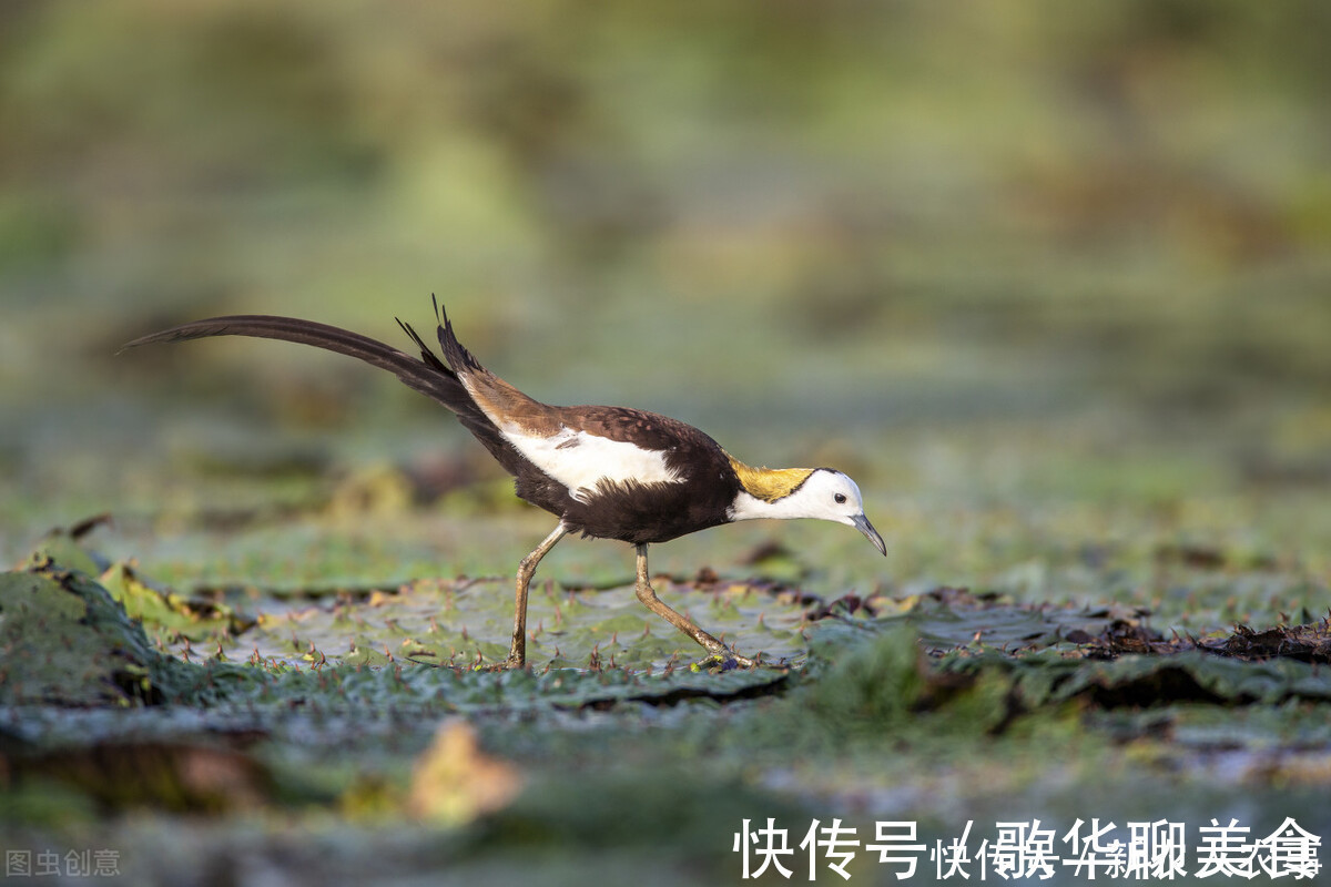 蚌埠|“凌波仙子”空降安徽蚌埠龙子湖，拖家带口好不自在，网友：漂亮