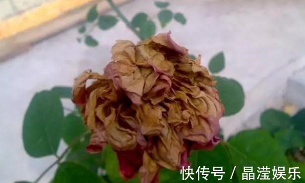 鸡蛋壳养花效果到底是怎么样，你了解过嘛