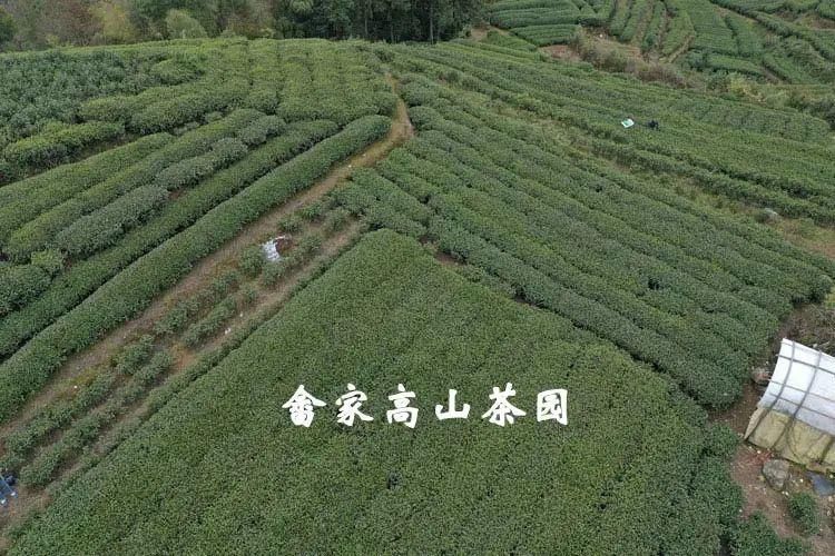 浑身|白茶浑身是“宝”，难怪越来越多的茶友开始喝白茶！