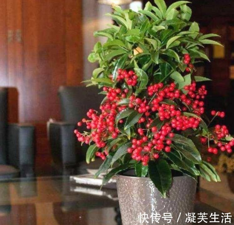 5种花适合夏天养，净化空气超厉害，杀病菌，除灰尘！