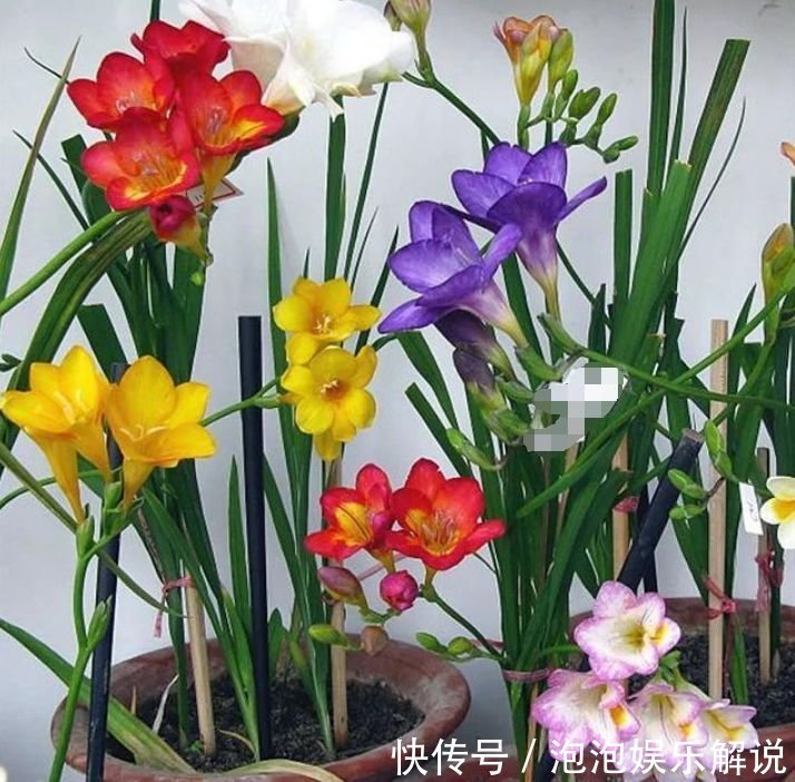 5种花最适合养阳台,婀娜多姿、香飘怡人,寓意美好