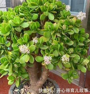 农历九月二十三霜降后,养什么花?以下3种花,喜气盈门岁且更始