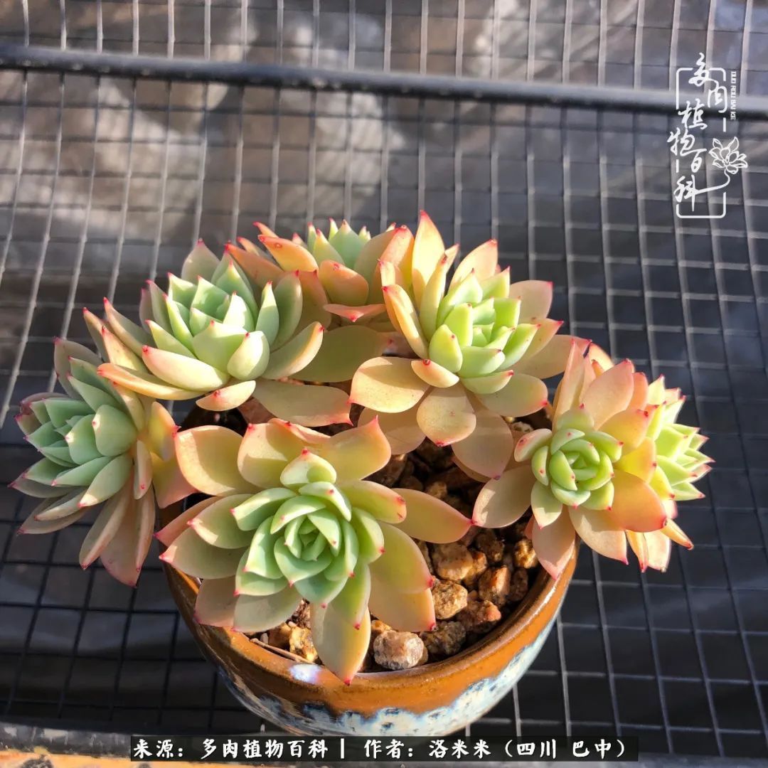 时间是多肉最好的滤镜！附个人养护经验！
