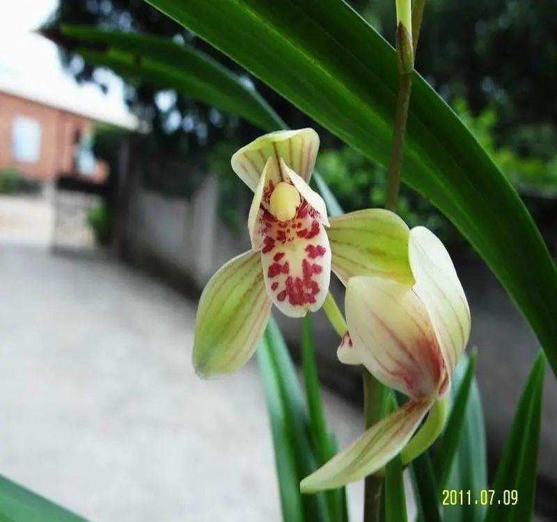 曾经天价的8种兰花,如今跌落神坛,普通人也买得起