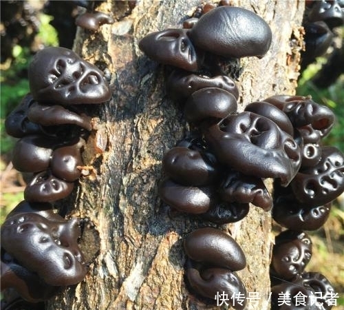 食材|这种生长在长白山的野生食用菌,外形普通,却是日常保健的好食材